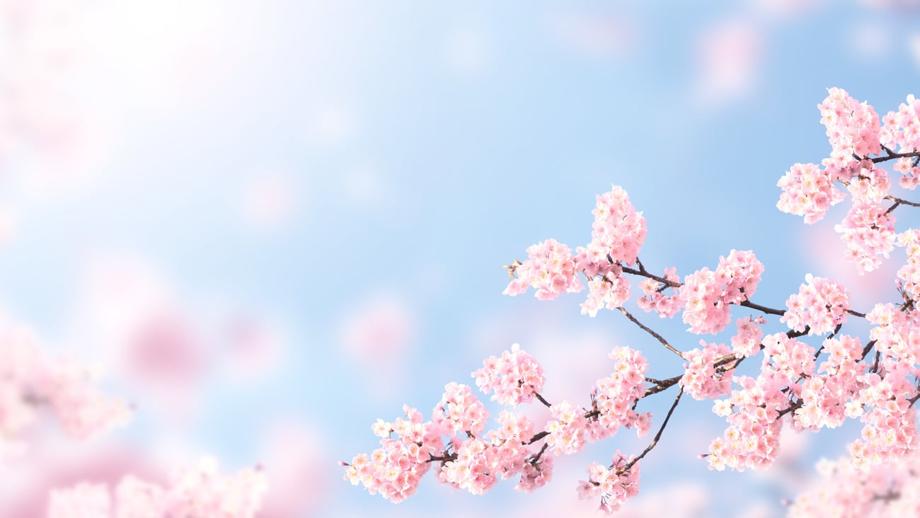 Spring flowers (Image: FrentaN)