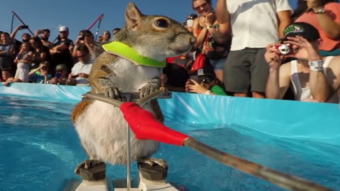 TWIGGY the skiing squirrel