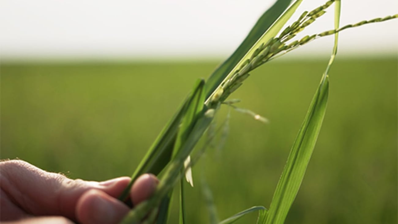Walmart regenerative rice