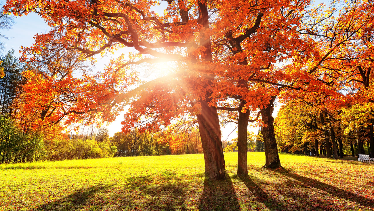 Autumn trees (Image: Preto Perola)