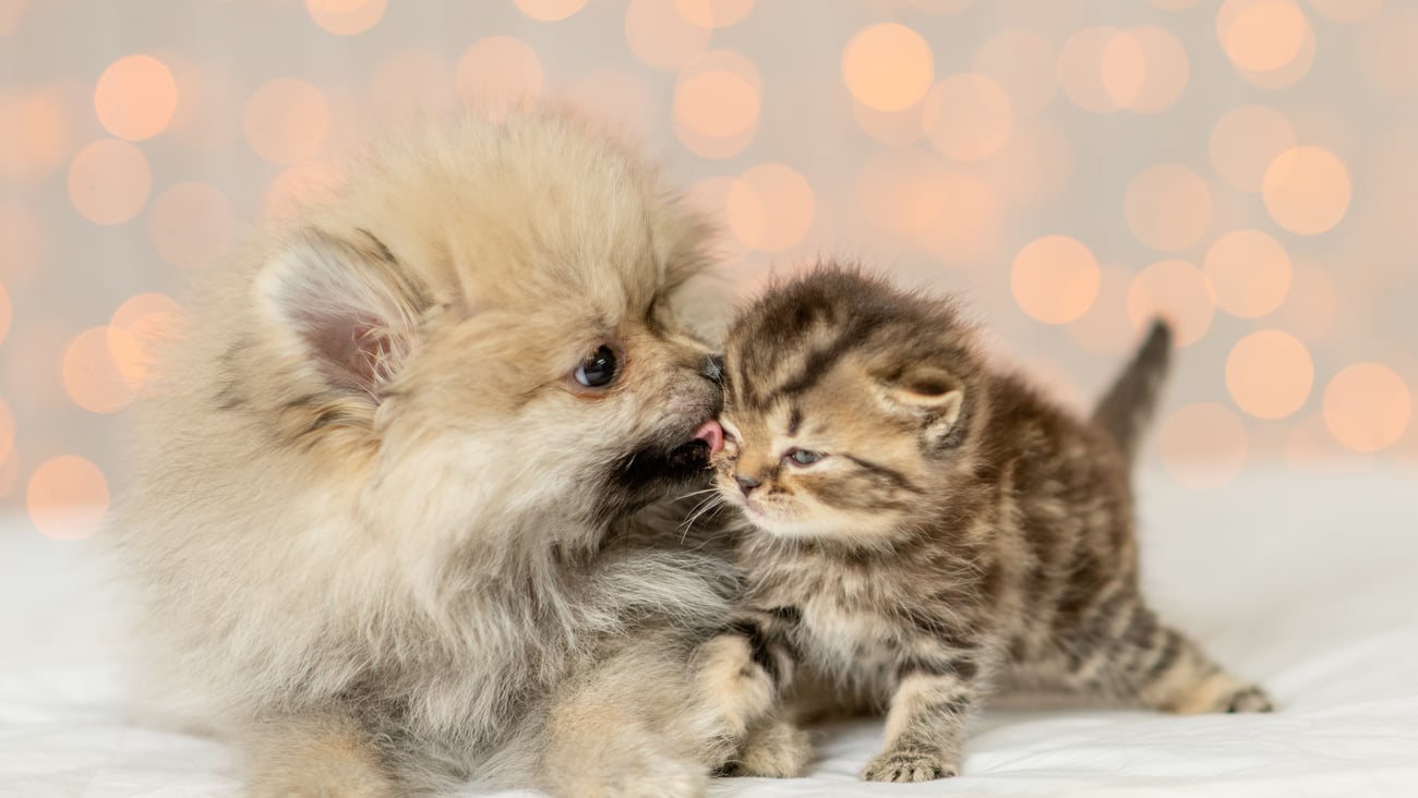 Dog and cat (Image: Ermolaev Alexander)