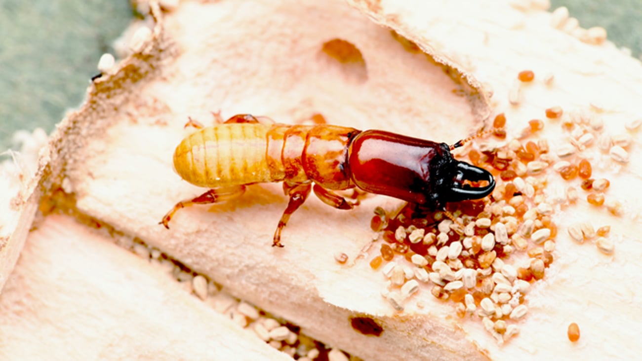 Why Termite Prevention is an Operational Imperative for Modern Retailers