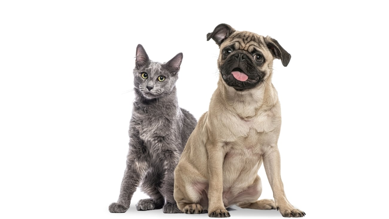 Pets