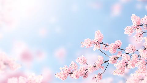 Spring flowers (Image: FrentaN)