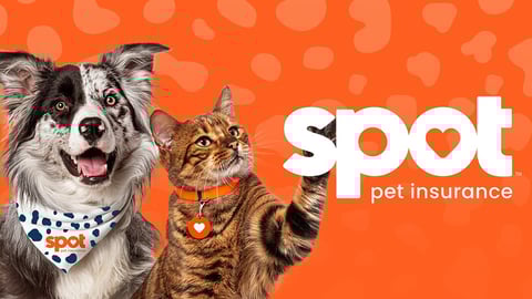 Sam's Club pet insurance with Spot