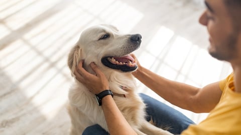 dog