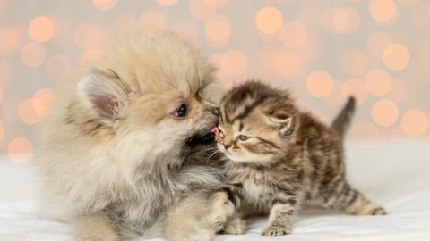 Dog and cat (Image: Ermolaev Alexander)
