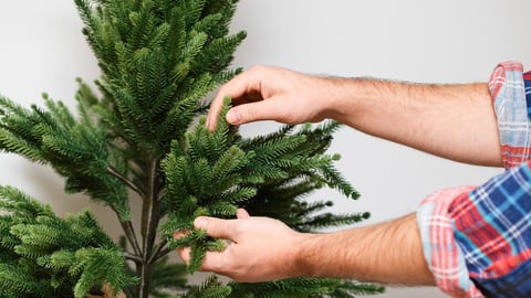 Christmas preparations for the holiday. Artificial decorative spruce at home. Men's hands adjust the branches of the tree.; Shutterstock ID 2179062769