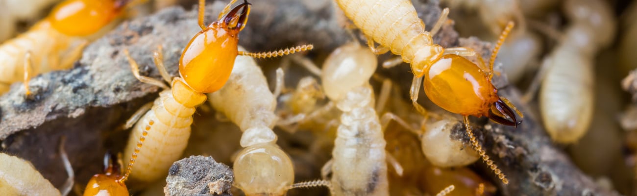 Why Termite Prevention is an Operational Imperative for Modern Retailers