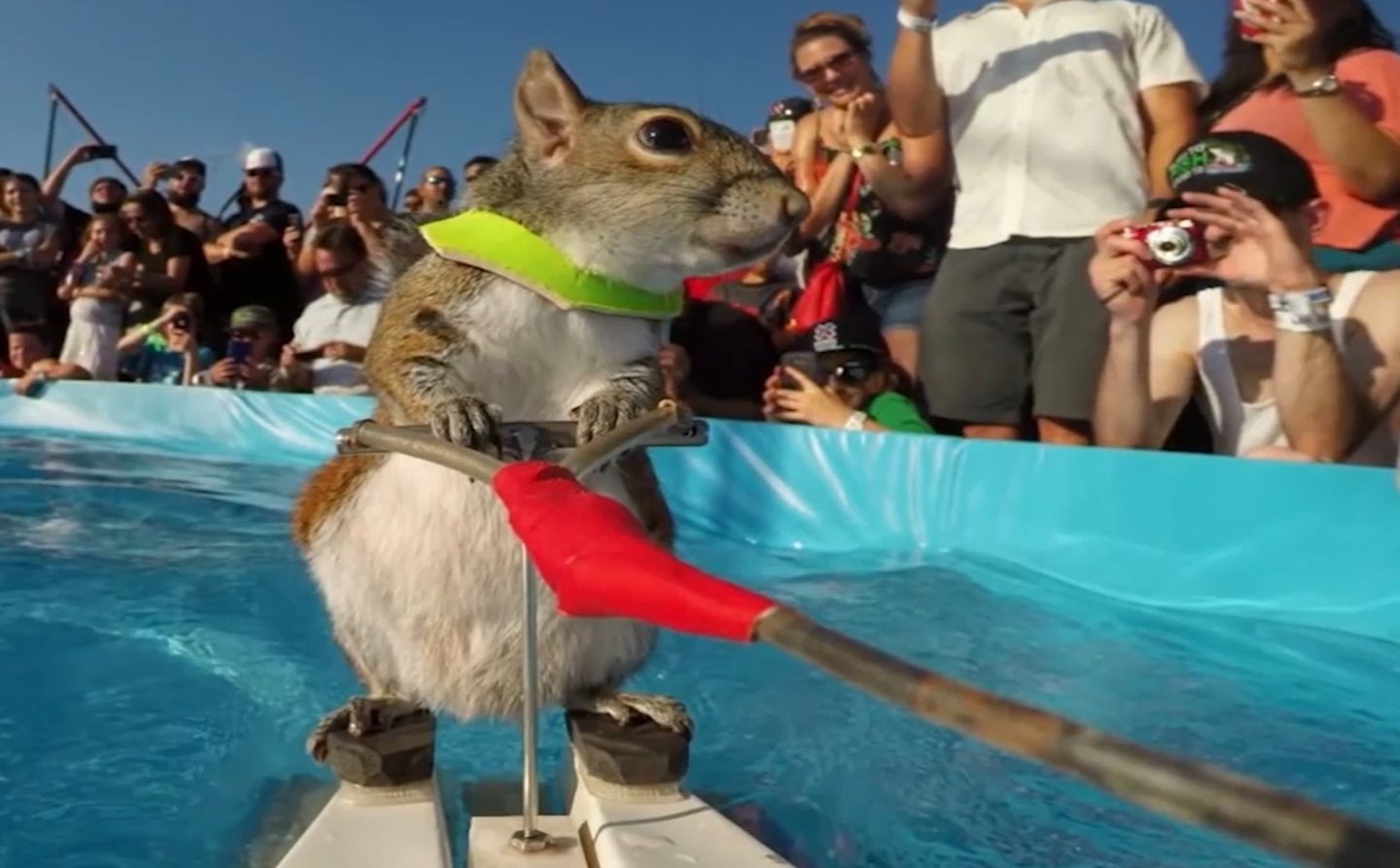 TWIGGY the skiing squirrel