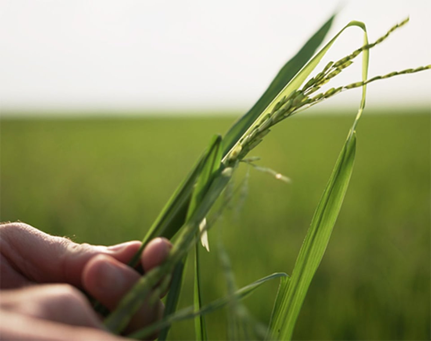 Walmart regenerative rice