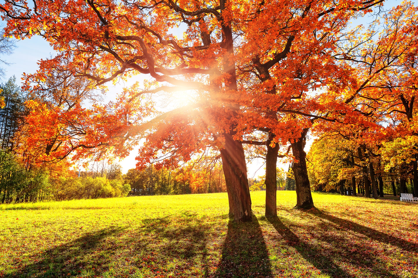 Autumn trees (Image: Preto Perola)