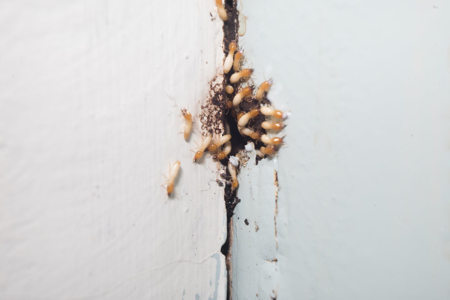 Formosan subterranean termite