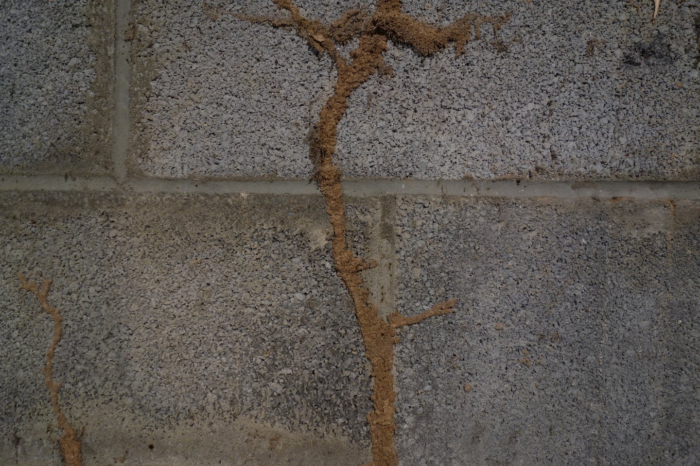 Termite mud tube