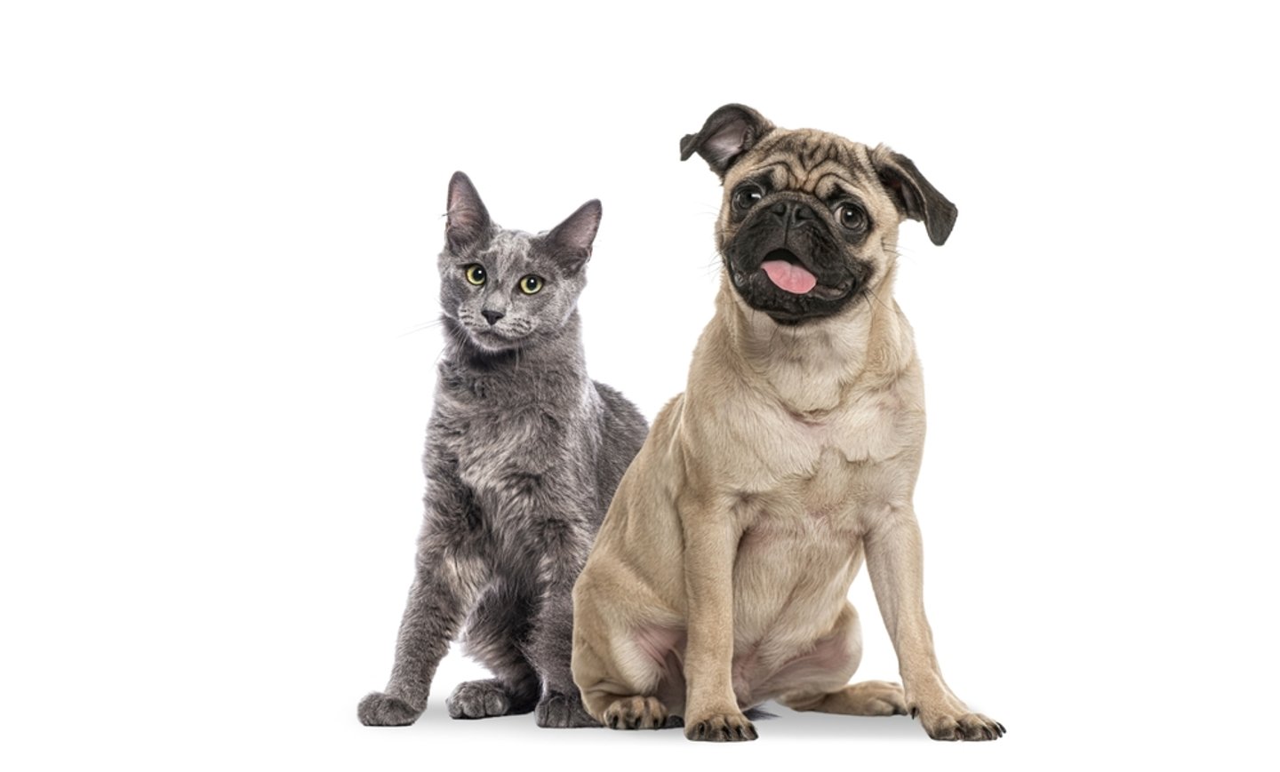 Pets