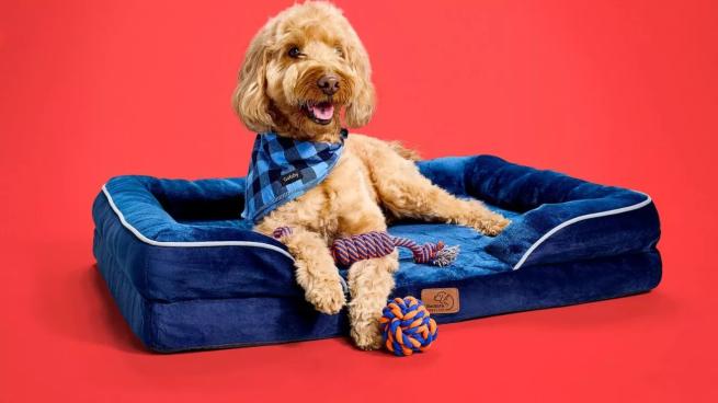 Amazon sees sales boost from Pet Day promo