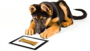 dog looking at picture of bone