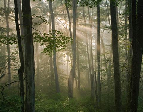 forest
