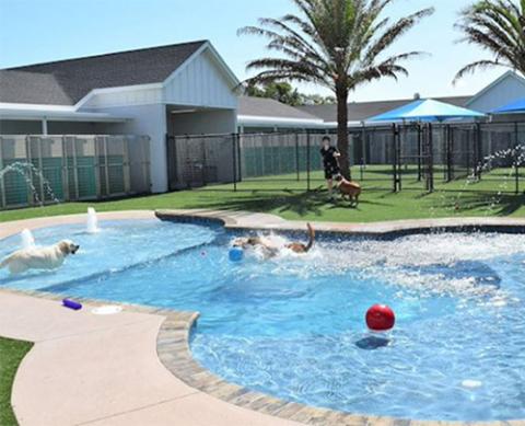 Pet Paradise Resorts