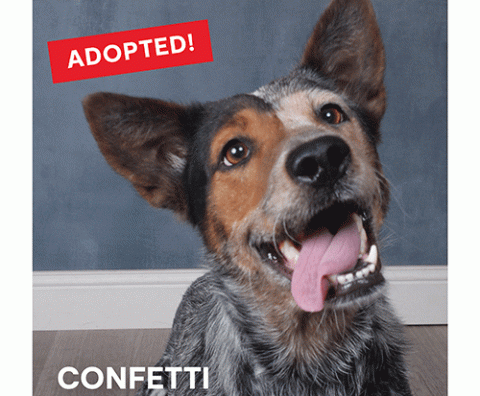 JCPenney senior dog adoption