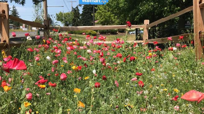 Walmart Takes Store Landscaping Up A Notch With Pollinator Gardens Chain Store Age